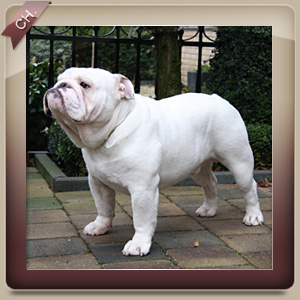 british bulldog kennels